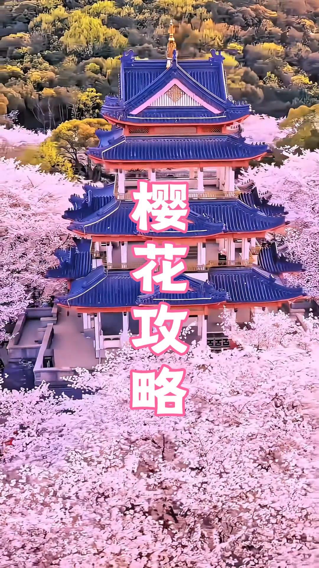 2026鼋头渚樱花攻略:最佳观赏期、交通出行、门票价格、游玩路线最新汇总