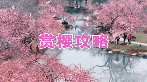 无锡鼋头渚樱花攻略 | 世界三大赏樱胜地：樱花花期、打卡点位一篇看懂