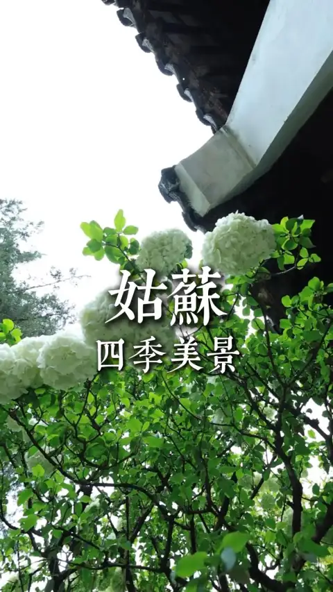姑苏四季各有风情,一年四季都适合来苏州旅行!