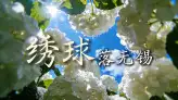 无锡绣球花的主场到来了，来无锡旅行这些赏花点一定不要错过