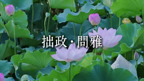拙政园拙政问雅|苏州旅行邂逅江南古典园林