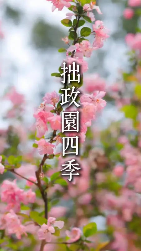 来苏州游玩赏拙政园四季风光，定格苏州园林的江南雅韵