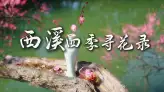 来中国赏花，杭州西溪湿地一定值得反复来，四季皆有美景