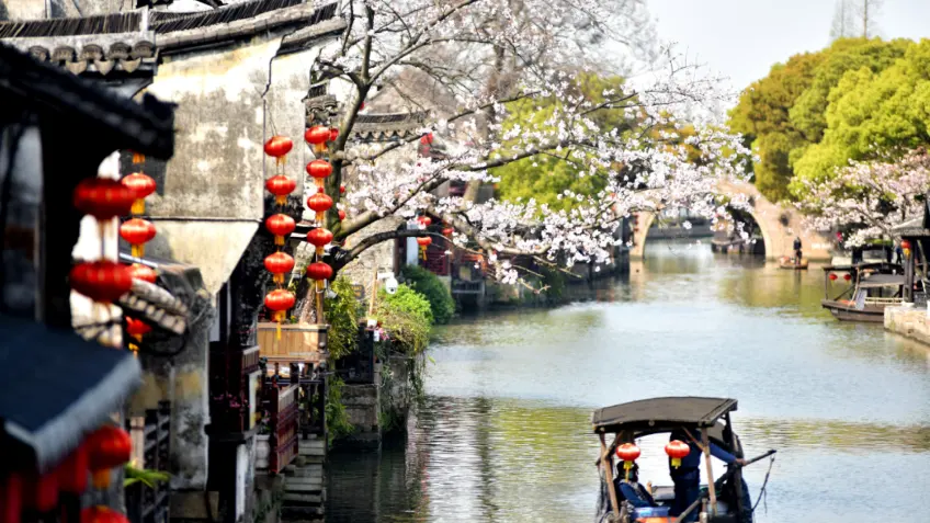 西塘春日河畔樱花与乌篷船石桥