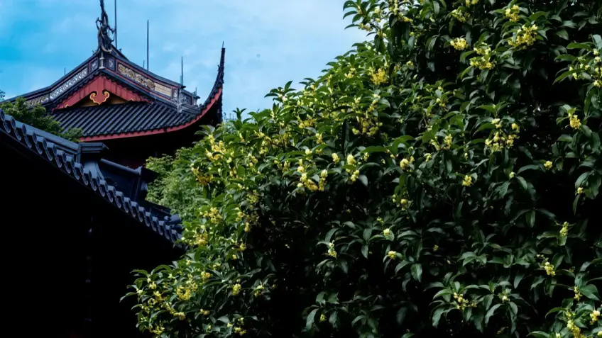 灵隐寺殿角灰瓦与盛开桂花树