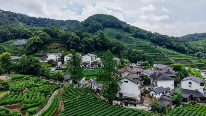 杭州茶村