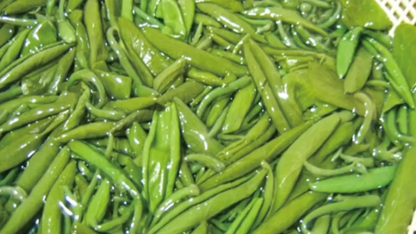新鲜莼菜亮绿黏液特写