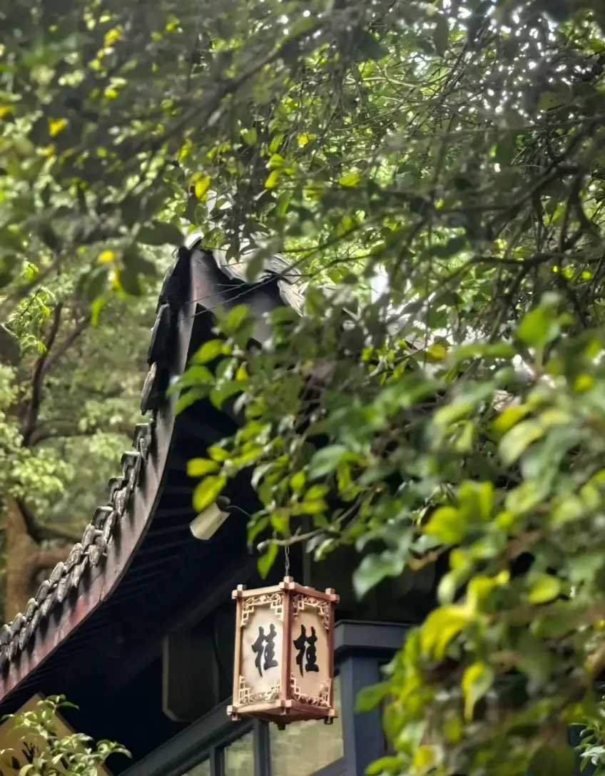 西湖满觉陇桂字灯笼与飞檐绿叶