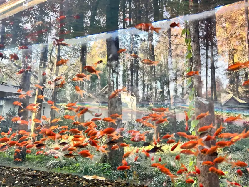 户外玻璃缸内橙红金鱼群与树影叠映