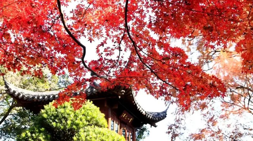 秋日红枫密叶框住深色亭檐飞角