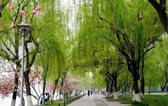苏堤步行道两侧桃柳晨雾中伸向远方