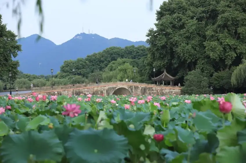 曲院风荷荷叶与石拱桥远山