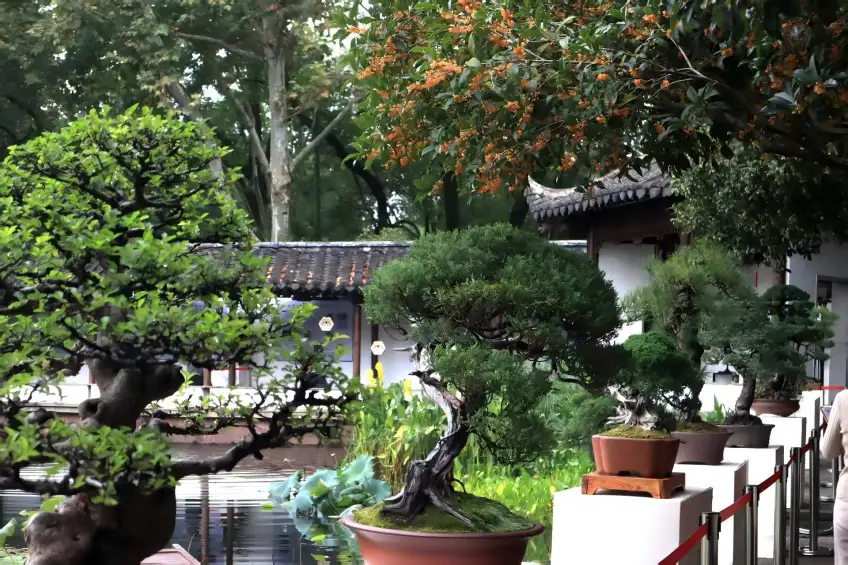 郭庄白墙廊道前盆景与池塘荷叶