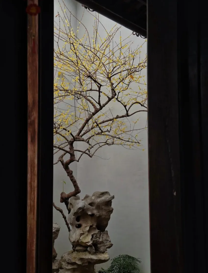 門洞框景臘梅黃花與太湖石