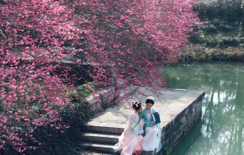 西溪梅墅临水梅林花开成片