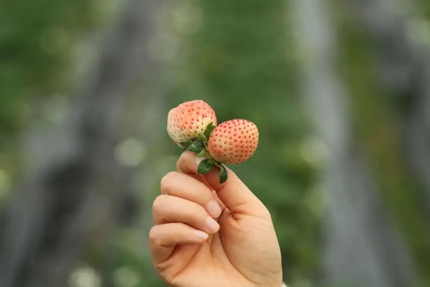 手指捏住两颗粉白草莓绿蒂