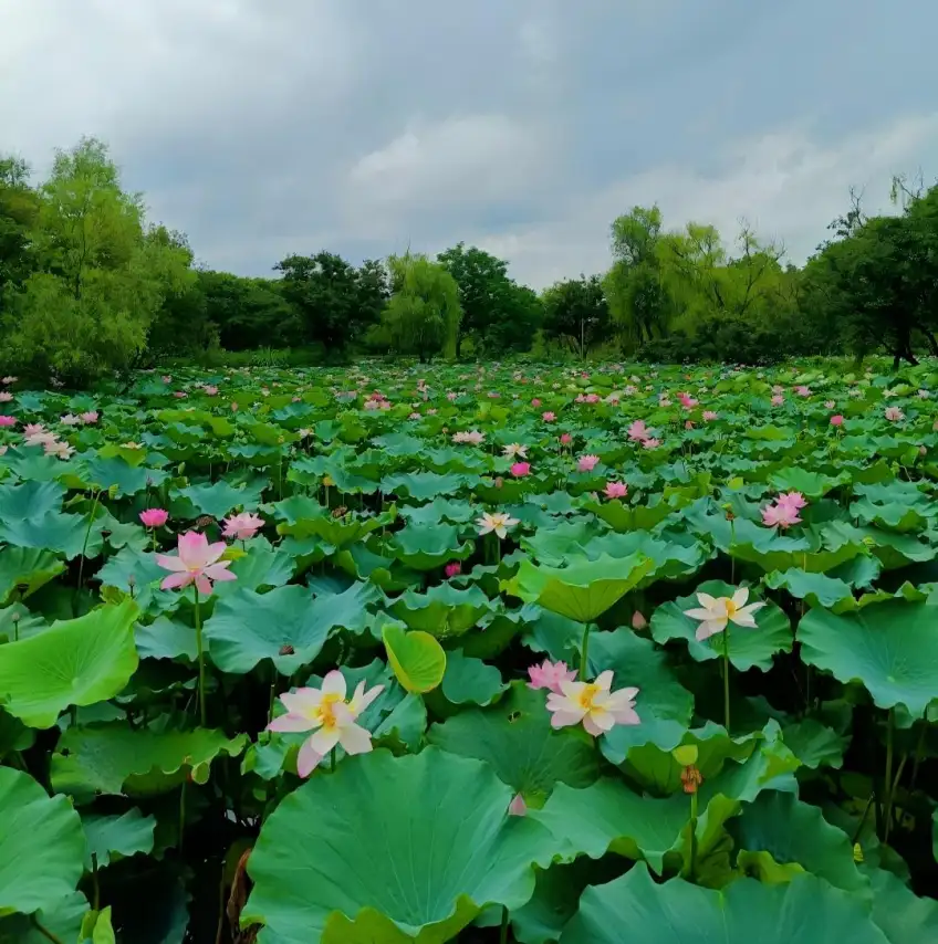 荷塘粉白莲花与大片绿叶水面