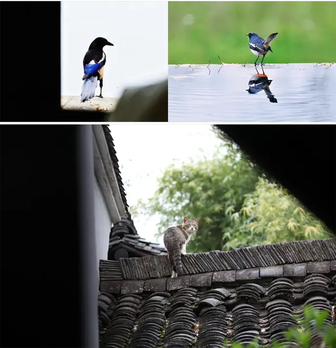 所见西溪