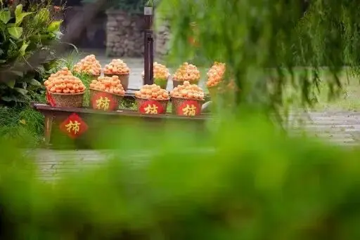 西溪木船摆满红柿竹篮贴柿字签