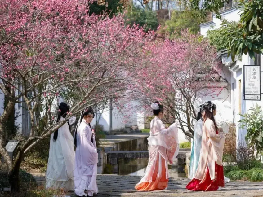 汉服游客穿行梅花盛开园路