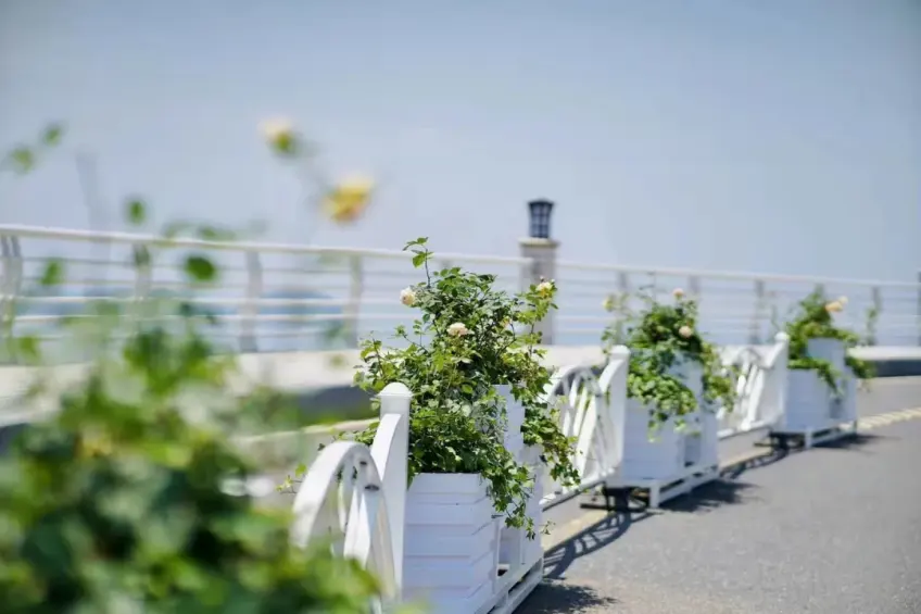 千岛湖滨白色花箱与淡黄月季