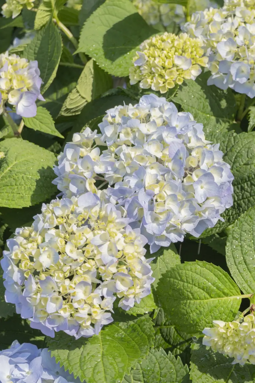 千岛湖植物园蓝色绣球花近景