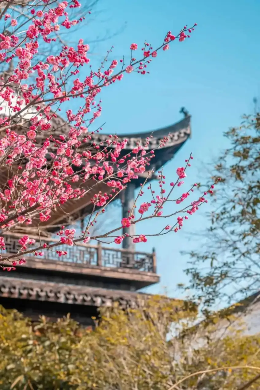 文渊狮城梅花与古建飞檐