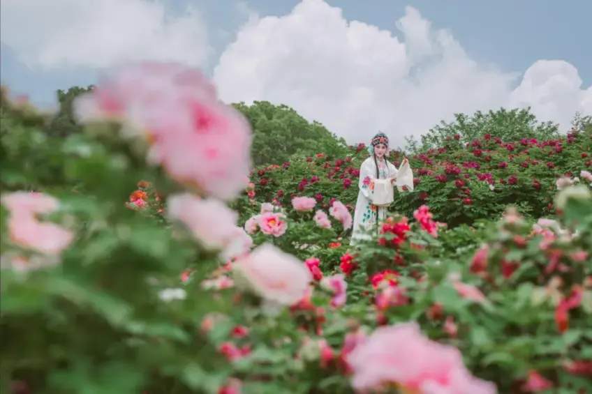 灵山春日牡丹花丛中戏曲装扮人物