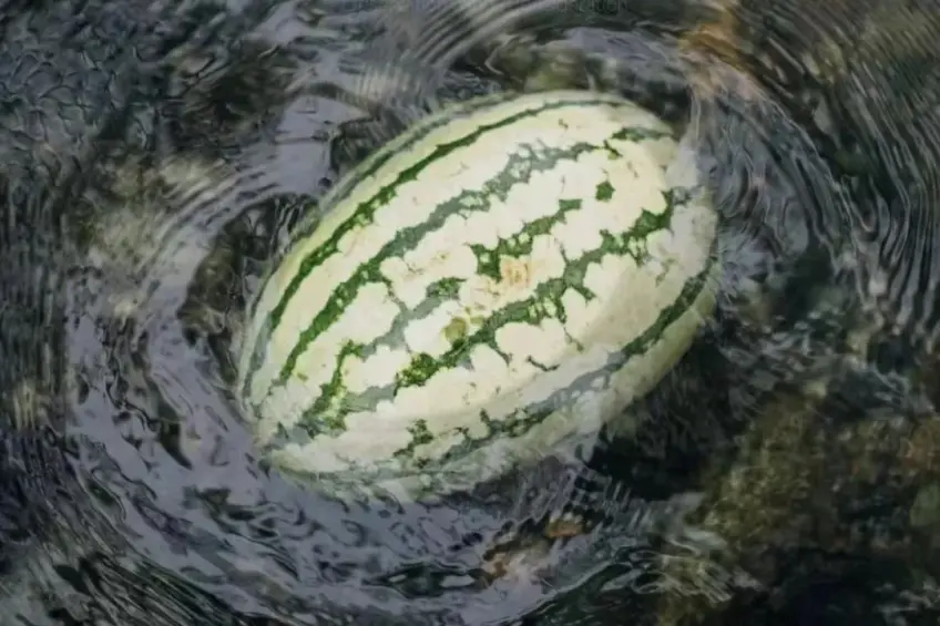 灵山溪水中浸泡的整只西瓜