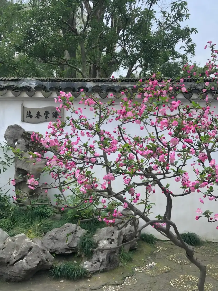 海棠春坞粉海棠与白墙石刻匾