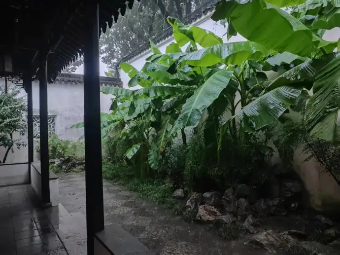 雨打芭蕉