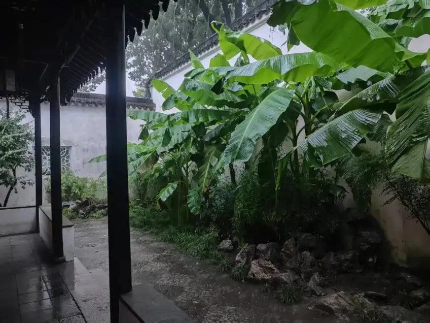 听雨轩廊边雨中芭蕉与白墙日景