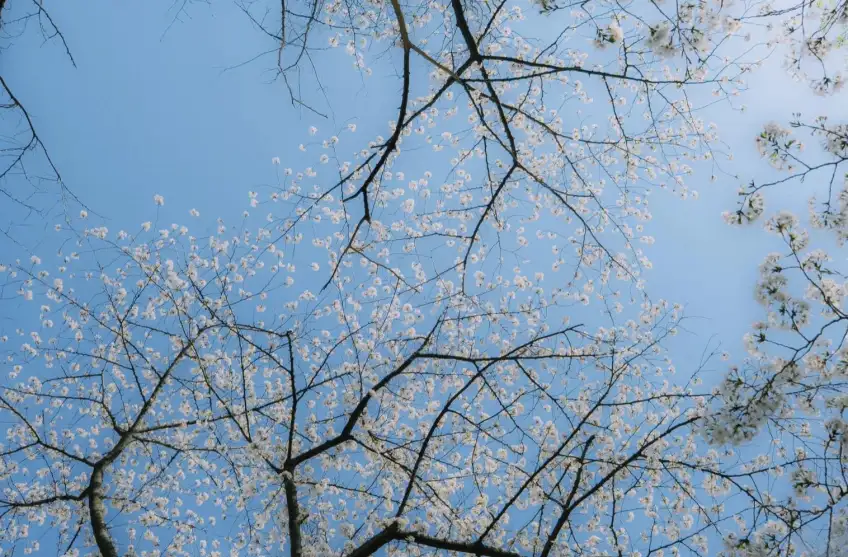 拙政园白樱花枝低角度映晴空日景