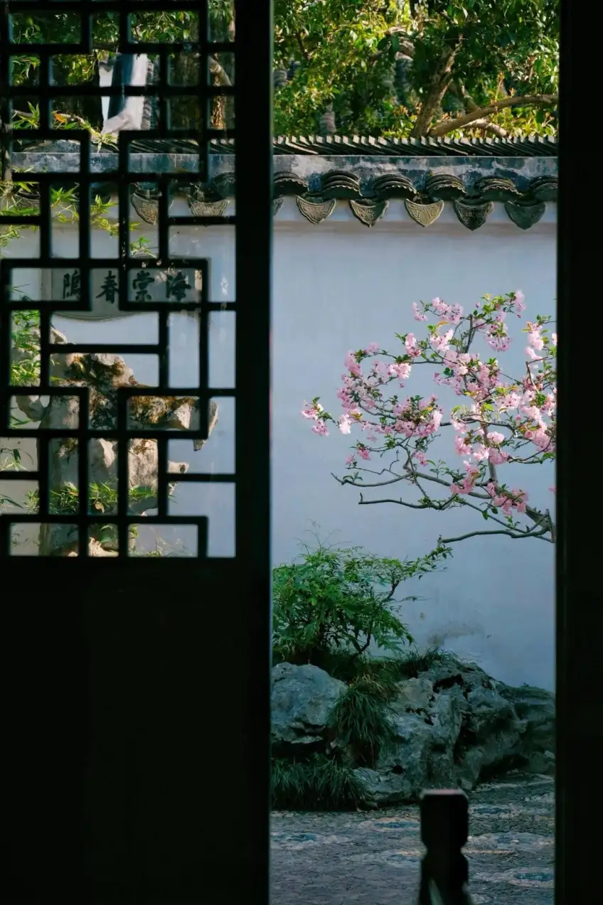 拙政园海棠春坞粉花与湖石墙檐