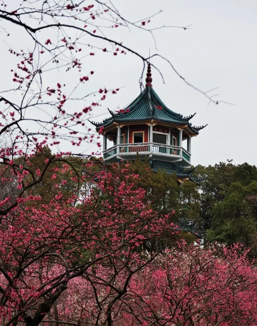 念劬塔上层飞檐衬粉梅近景