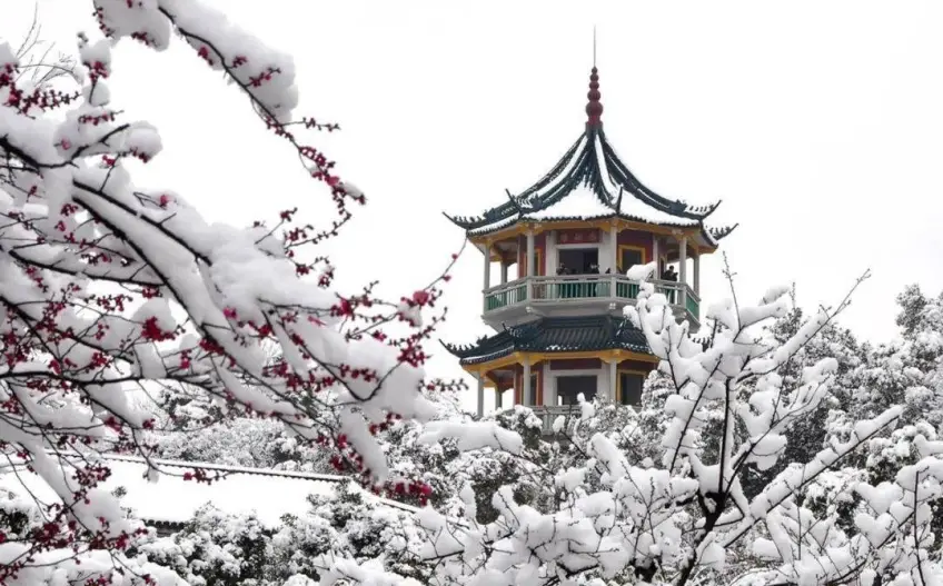 梅园雪景红梅枝头簇拥黄瓦亭阁
