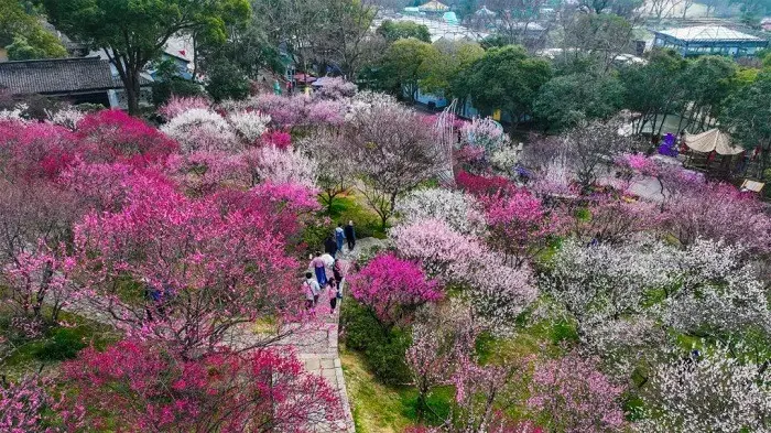 无锡梅园俯瞰梅花林与石径游客