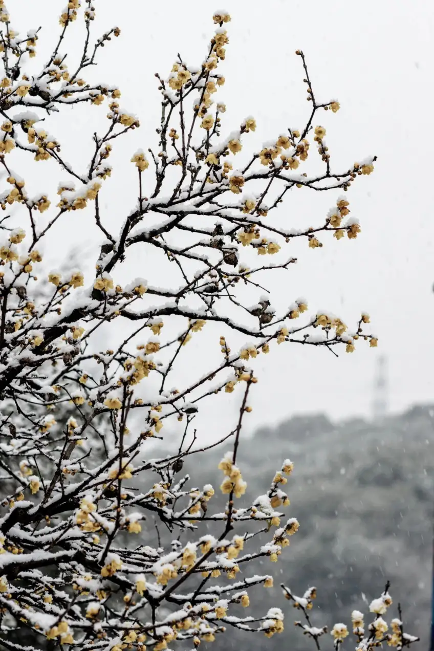 梅园雪中腊梅淡黄色花朵近景