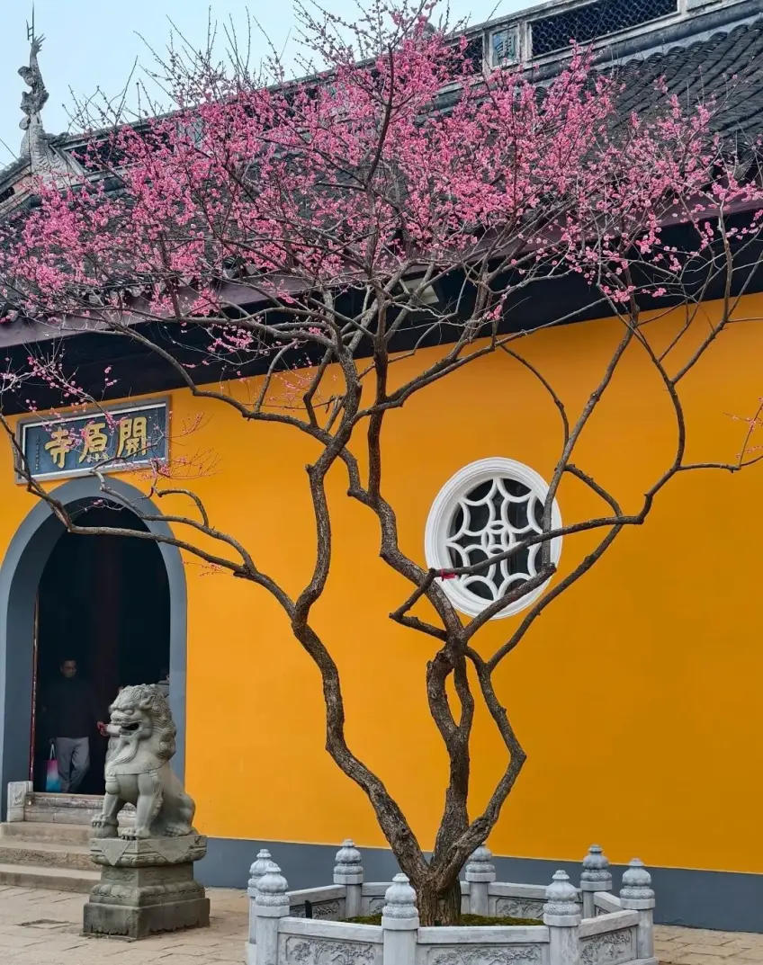 無錫梅園開原寺黃牆拱門與粉梅石獅