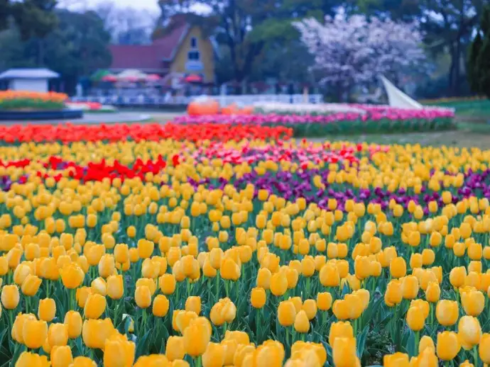 郁金香花海