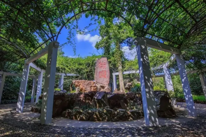 梅园风景