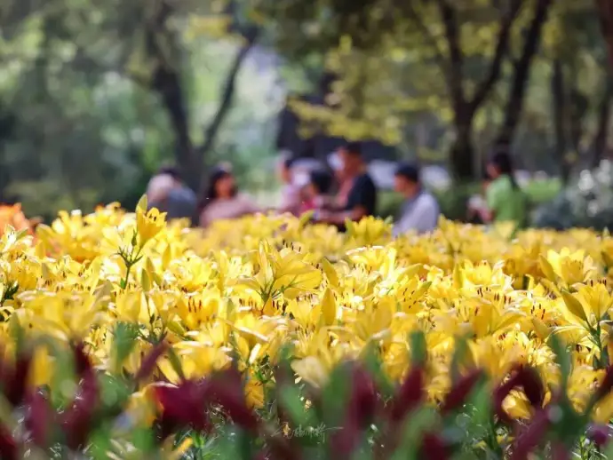 花溪花海