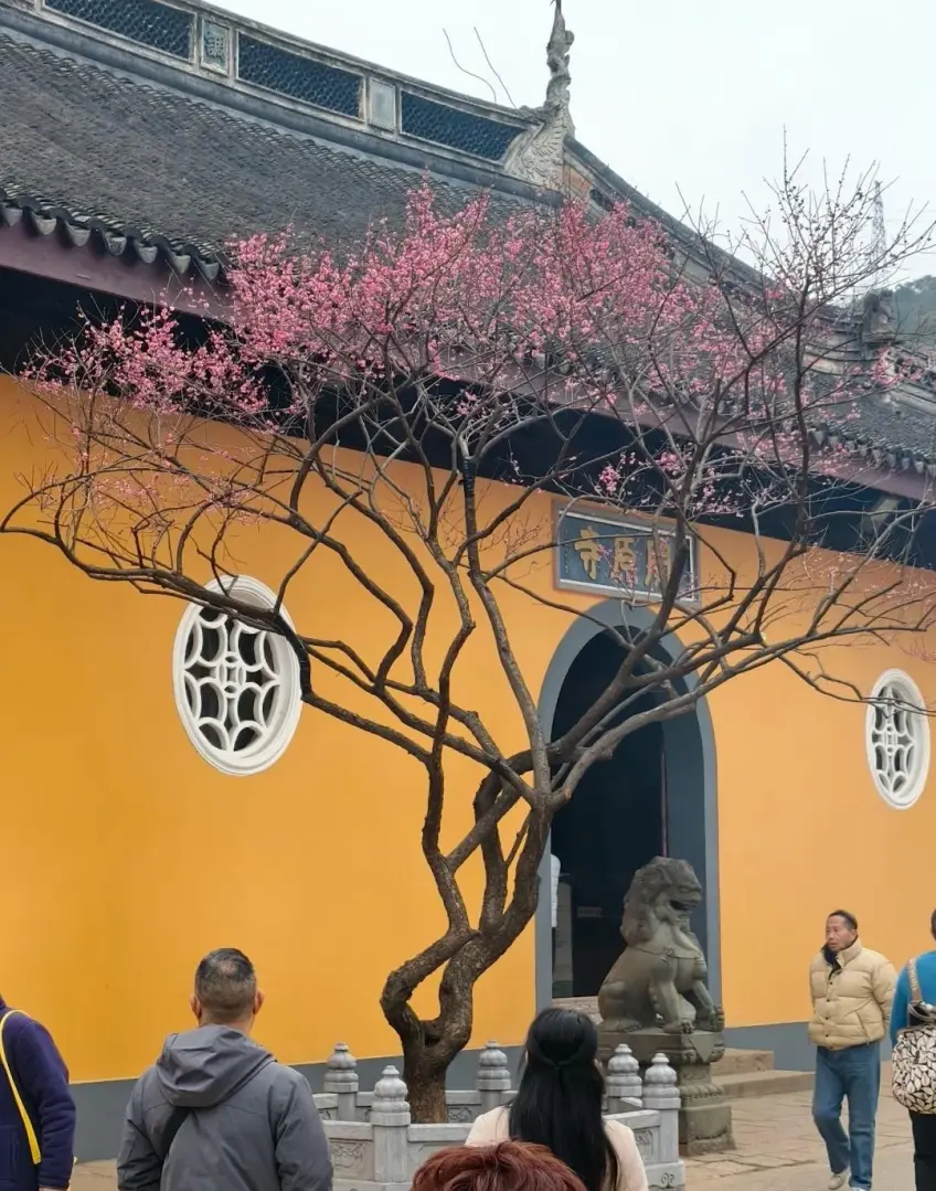 梅园开原寺黄墙拱门前粉色梅树
