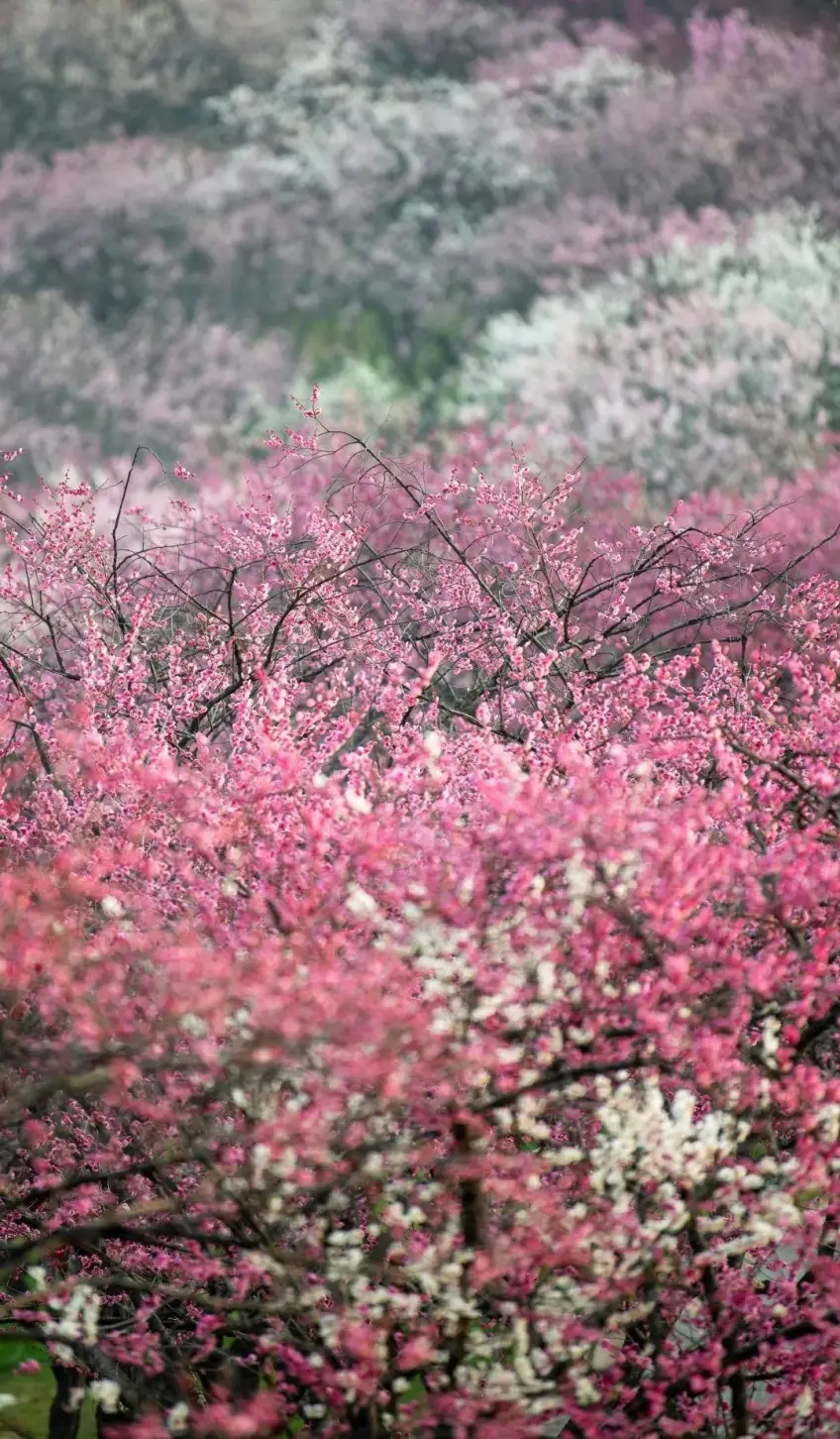 无锡梅园大片粉白梅花盛开特写