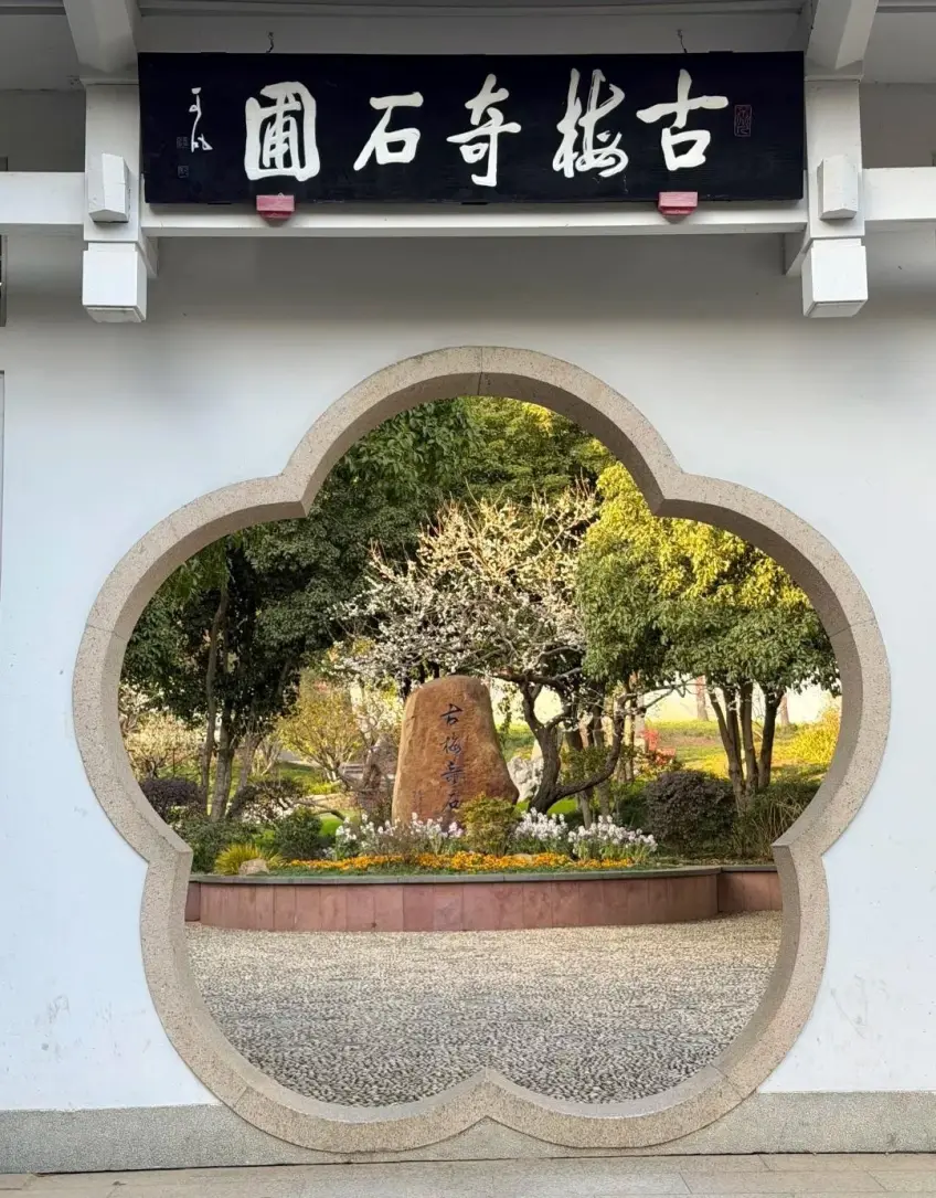无锡梅园古梅奇石圃梅花形门洞内奇石白梅