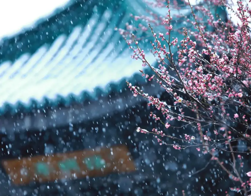 积雪石阶旁梅枝特写
