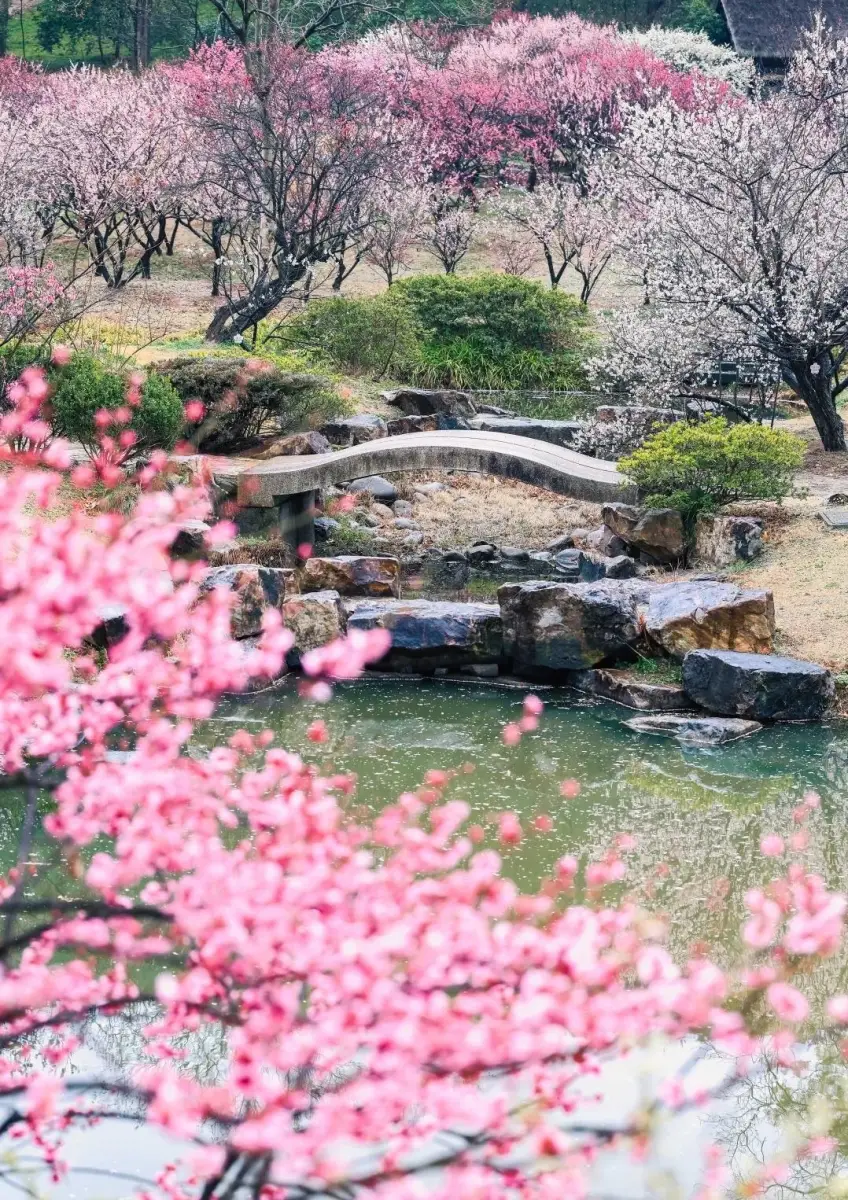 無錫梅園梅林池岸石橋與粉白梅花