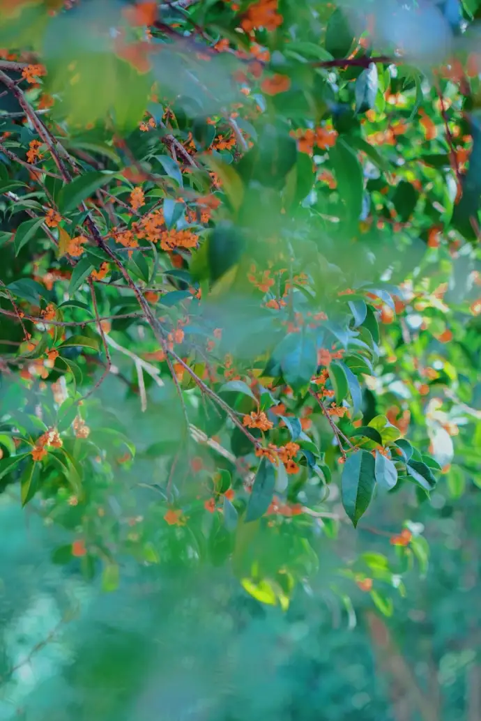 梅园桂花