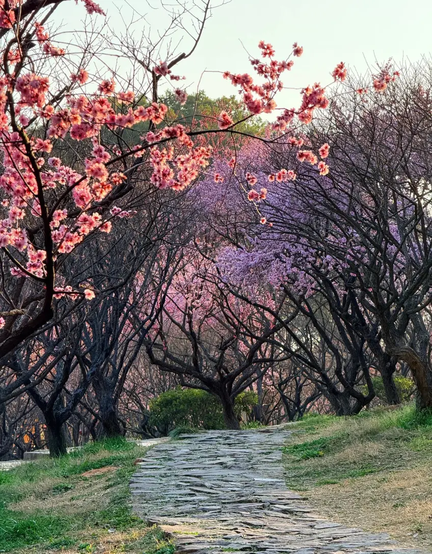 無錫梅園石徑兩側梅枝織成花廊
