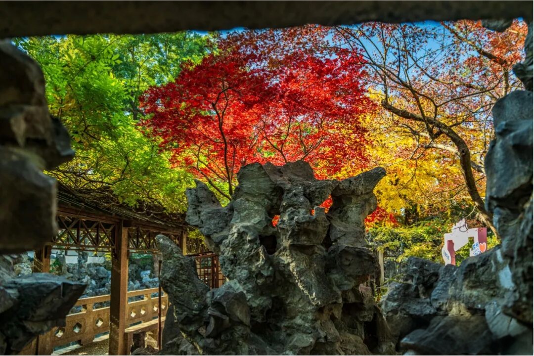 苏州狮子林手册 | 狮子林假山迷宫到底藏着多少玄机？狮子林真趣亭背后又藏着怎样的故事？
